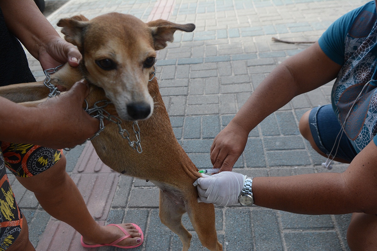 Eusébio realiza reforço da vacina antirrábica em cães e gatos