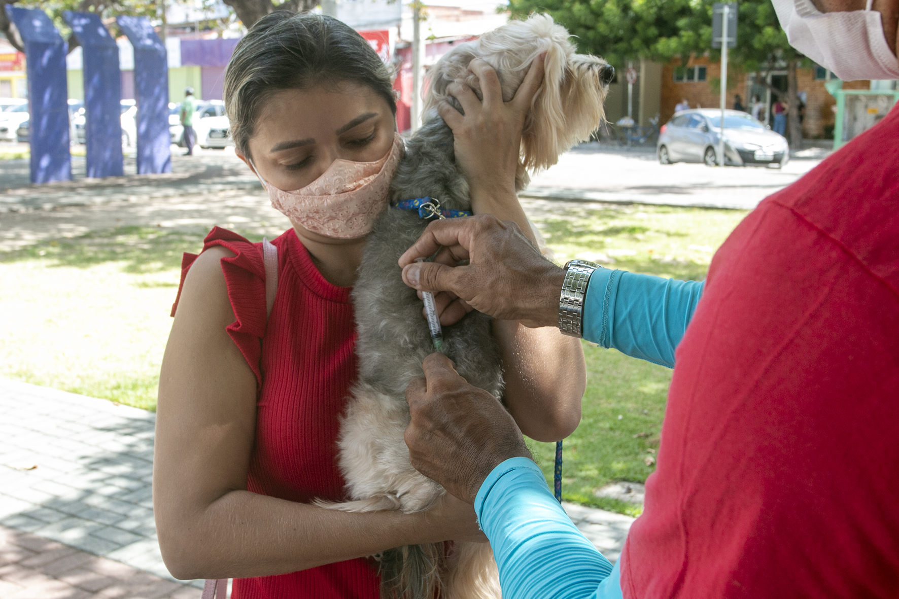 Prefeitura de Eusébio imuniza 82% dos cães e gatos com a vacina antirrábica